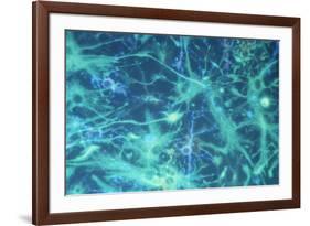 Brain Cells-Dr. Neal Scolding-Framed Photographic Print