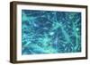 Brain Cells-Dr. Neal Scolding-Framed Photographic Print