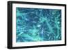 Brain Cells-Dr. Neal Scolding-Framed Photographic Print