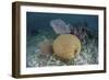 Brain Coral and Gorgonians Grow Off Turneffe Atoll in Belize-Stocktrek Images-Framed Photographic Print