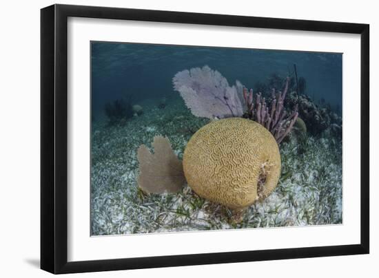 Brain Coral and Gorgonians Grow Off Turneffe Atoll in Belize-Stocktrek Images-Framed Photographic Print