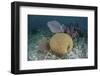 Brain Coral and Gorgonians Grow Off Turneffe Atoll in Belize-Stocktrek Images-Framed Photographic Print