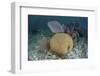 Brain Coral and Gorgonians Grow Off Turneffe Atoll in Belize-Stocktrek Images-Framed Photographic Print