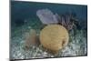 Brain Coral and Gorgonians Grow Off Turneffe Atoll in Belize-Stocktrek Images-Mounted Photographic Print