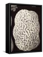 Brain Coral, Artwork-Mehau Kulyk-Framed Stretched Canvas