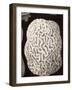 Brain Coral, Artwork-Mehau Kulyk-Framed Photographic Print