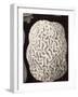 Brain Coral, Artwork-Mehau Kulyk-Framed Photographic Print