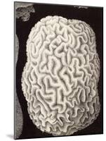 Brain Coral, Artwork-Mehau Kulyk-Mounted Photographic Print