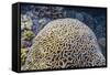 Brain Coral at Night on Sebayur Island, Komodo Island National Park, Indonesia-Michael Nolan-Framed Stretched Canvas