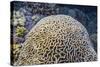 Brain Coral at Night on Sebayur Island, Komodo Island National Park, Indonesia-Michael Nolan-Stretched Canvas