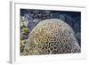 Brain Coral at Night on Sebayur Island, Komodo Island National Park, Indonesia-Michael Nolan-Framed Photographic Print