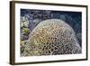 Brain Coral at Night on Sebayur Island, Komodo Island National Park, Indonesia-Michael Nolan-Framed Photographic Print