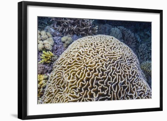 Brain Coral at Night on Sebayur Island, Komodo Island National Park, Indonesia-Michael Nolan-Framed Photographic Print