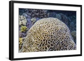 Brain Coral at Night on Sebayur Island, Komodo Island National Park, Indonesia-Michael Nolan-Framed Photographic Print