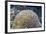 Brain Coral at Night on Sebayur Island, Komodo Island National Park, Indonesia-Michael Nolan-Framed Photographic Print