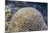 Brain Coral at Night on Sebayur Island, Komodo Island National Park, Indonesia-Michael Nolan-Mounted Photographic Print