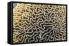 Brain Coral at Night on Sebayur Island, Komodo Island National Park, Indonesia-Michael Nolan-Framed Stretched Canvas