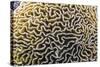Brain Coral at Night on Sebayur Island, Komodo Island National Park, Indonesia-Michael Nolan-Stretched Canvas