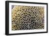 Brain Coral at Night on Sebayur Island, Komodo Island National Park, Indonesia-Michael Nolan-Framed Photographic Print