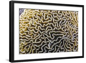 Brain Coral at Night on Sebayur Island, Komodo Island National Park, Indonesia-Michael Nolan-Framed Photographic Print