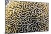 Brain Coral at Night on Sebayur Island, Komodo Island National Park, Indonesia-Michael Nolan-Mounted Photographic Print