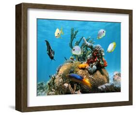 Brain Coral With Tropical Fish-null-Framed Art Print