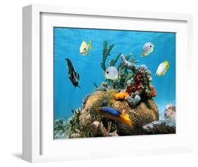 Brain Coral With Tropical Fish-null-Framed Art Print