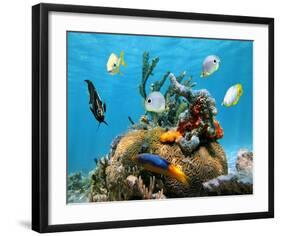 Brain Coral With Tropical Fish-null-Framed Art Print