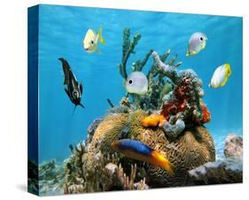 Brain Coral With Tropical Fish-null-Stretched Canvas