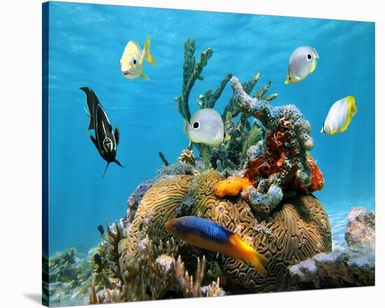 Brain Coral With Tropical Fish-null-Stretched Canvas
