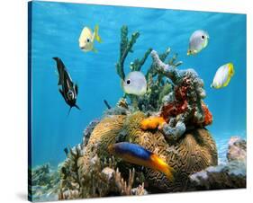 Brain Coral With Tropical Fish-null-Stretched Canvas