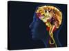 Brain Food, Conceptual Image-SMETEK-Stretched Canvas