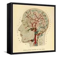 Brain, Head-null-Framed Stretched Canvas