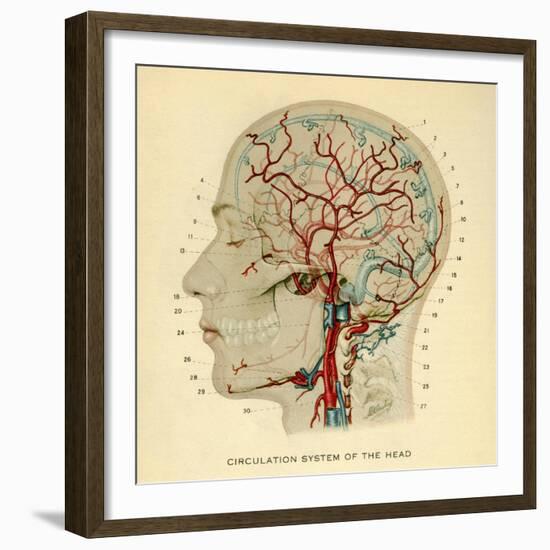 Brain, Head-null-Framed Giclee Print