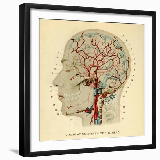 Brain, Head-null-Framed Giclee Print