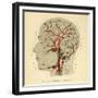 Brain, Head-null-Framed Giclee Print