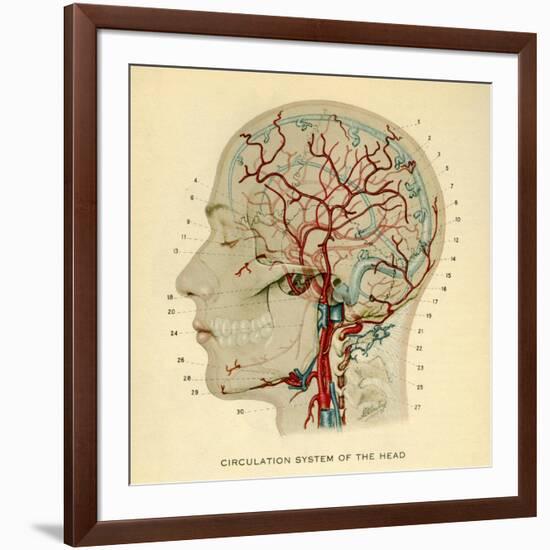 Brain, Head-null-Framed Giclee Print