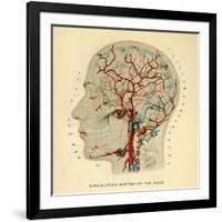 Brain, Head-null-Framed Giclee Print