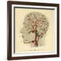 Brain, Head-null-Framed Giclee Print