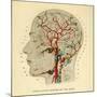 Brain, Head-null-Mounted Giclee Print