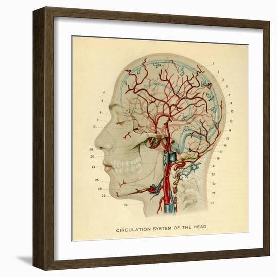 Brain, Head-null-Framed Giclee Print