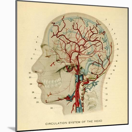 Brain, Head-null-Mounted Giclee Print