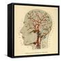 Brain, Head-null-Framed Stretched Canvas