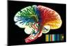 Brain. Nerve Fibers. Memory and Thinking. Drawing. Color-null-Mounted Giclee Print