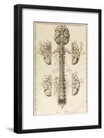 Brain, Nervous System, Illustration, 1744-Science Source-Framed Giclee Print