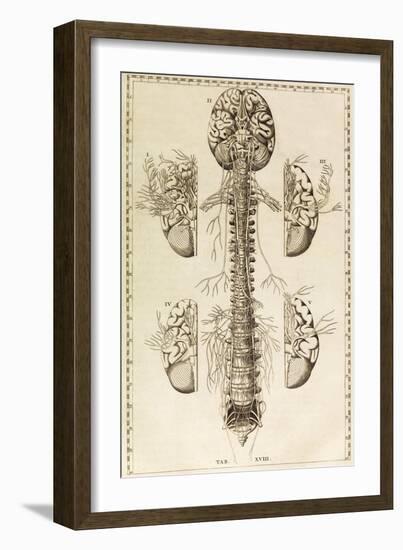 Brain, Nervous System, Illustration, 1744-Science Source-Framed Giclee Print