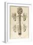 Brain, Nervous System, Illustration, 1744-Science Source-Framed Giclee Print