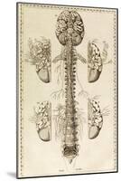 Brain, Nervous System, Illustration, 1744-Science Source-Mounted Giclee Print