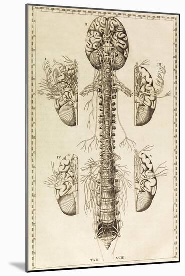 Brain, Nervous System, Illustration, 1744-Science Source-Mounted Giclee Print