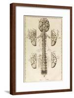 Brain, Nervous System, Illustration, 1744-Science Source-Framed Giclee Print